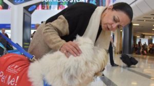 Provincia oficializa la observación antirrábica por telemedicina para animales domésticos agresores