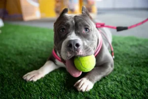 Los perros se vuelven más negativos al oler el estrés humano, según un estudio