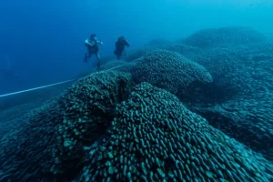 La crisis mundial de blanqueamiento de corales se extiende tras el año más caluroso, según los científicos