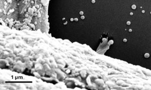 Científicos piden medidas de protección por el peligro de los microplásticos