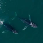Crean un nuevo parque protegido costero marino en la patagónica provincia de Chubut