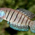 Hallan una nueva especie de pez killi gigante en el Chaco y refuerzan la urgencia de proteger los humedales
