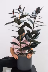 Las plantas de interior que se convirtieron en objeto de deseo