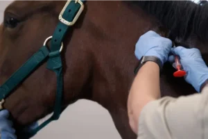 El Senasa estableció la identificación obligatoria de equinos con microchip